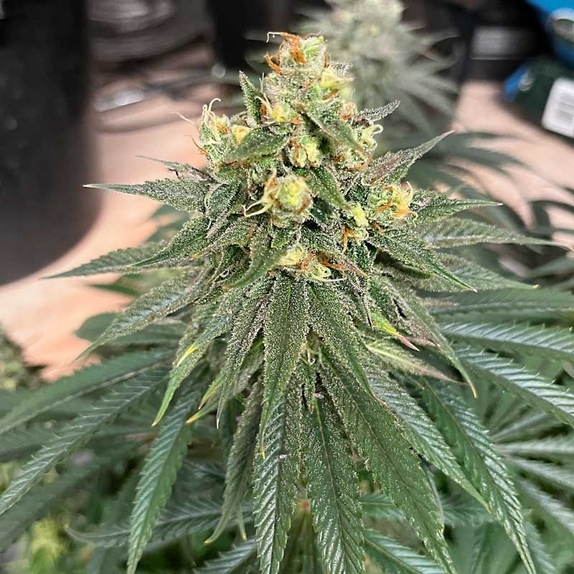 Strawberry Cookies Cannabis Seeds