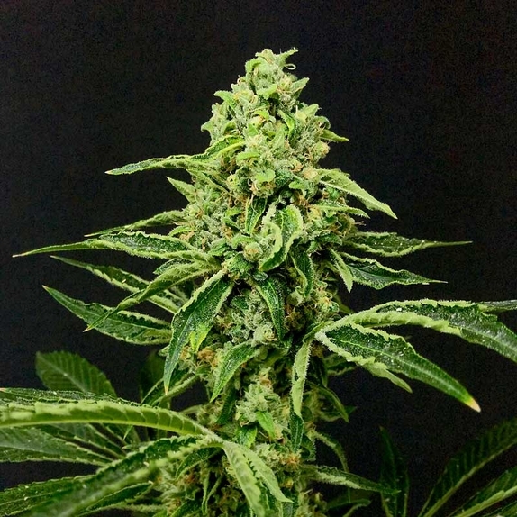 Gorilla Grapes  Cannabis Seeds