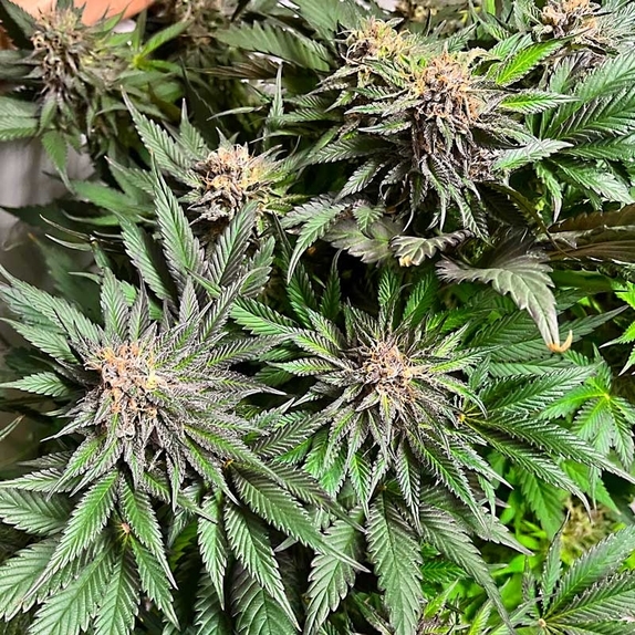 Mango n Strawberry Cali Strains Cannabis Seeds