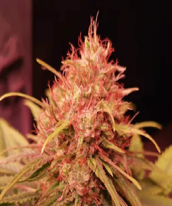 Fruity Gas Cannabis Seeds