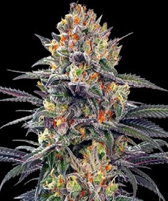 Jealous Mary Auto Cannabis Seeds