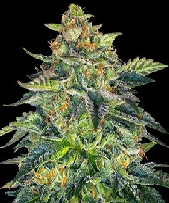 London Cream Cake Auto Cannabis Seeds