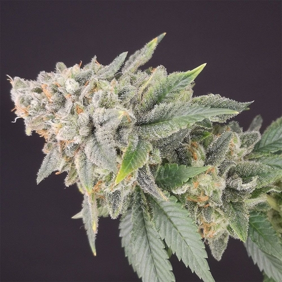 Banana Cheese Cake Cannabis Seeds