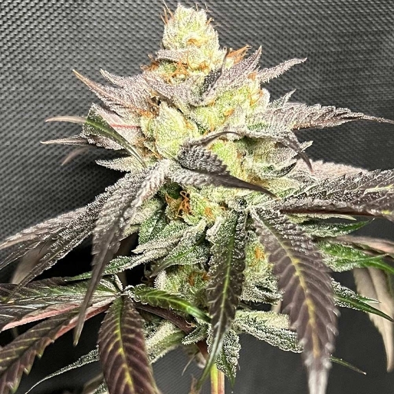 Gary Banana Payton Cannabis Seeds