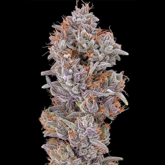 Strawberry Delight Cannabis Seeds