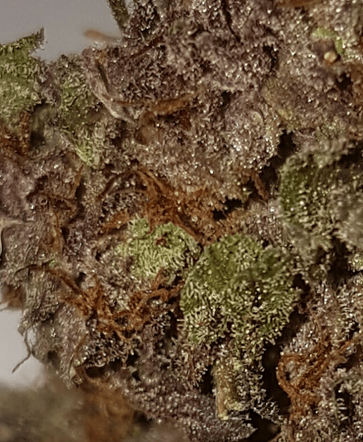 Fruit Slap Cannabis Seeds