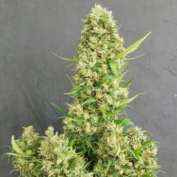 Heavy Grapefruit Cannabis Seeds