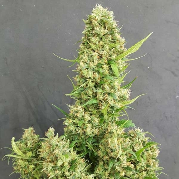 Heavy Grapefruit  Cannabis Seeds