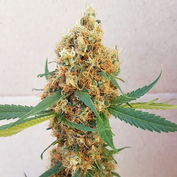 Kali Rush Cannabis Seeds