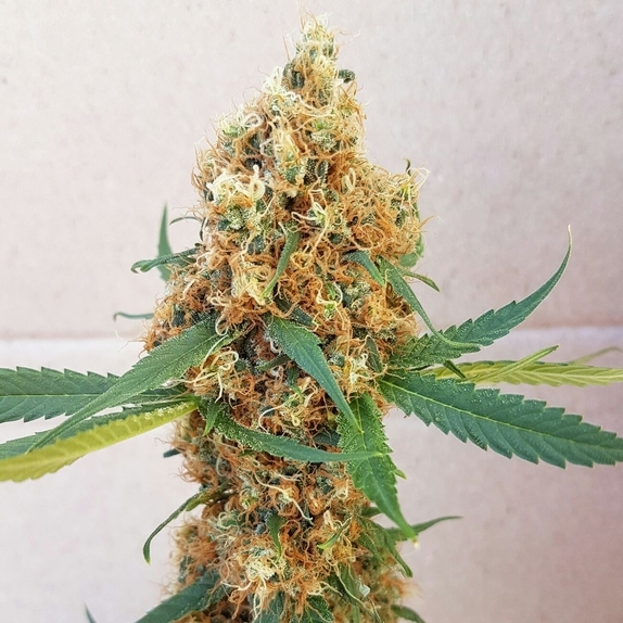 Kali Rush  Cannabis Seeds