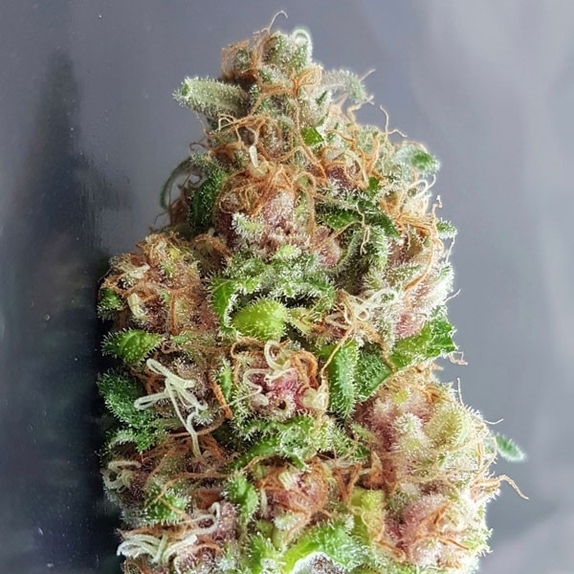 Purple Diesel Daze Cannabis Seeds