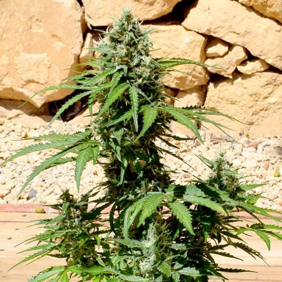 Gumberry Auto Cannabis Seeds