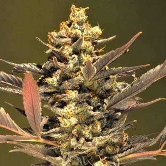 Mini Purps Auto Cannabis Seeds