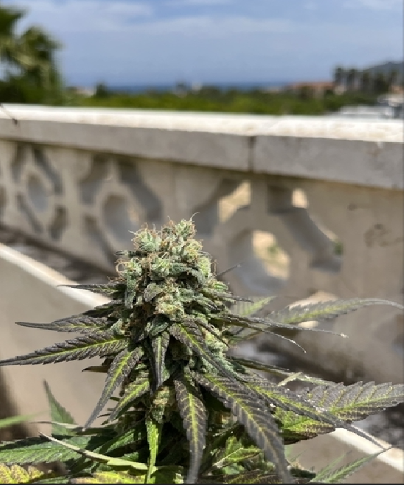 The Jab Cannabis Seeds