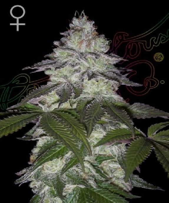 Milky Dreams Cannabis Seeds