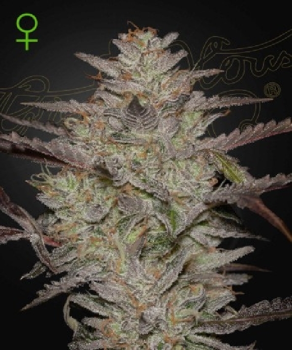 AlienZ Auto Cannabis Seeds