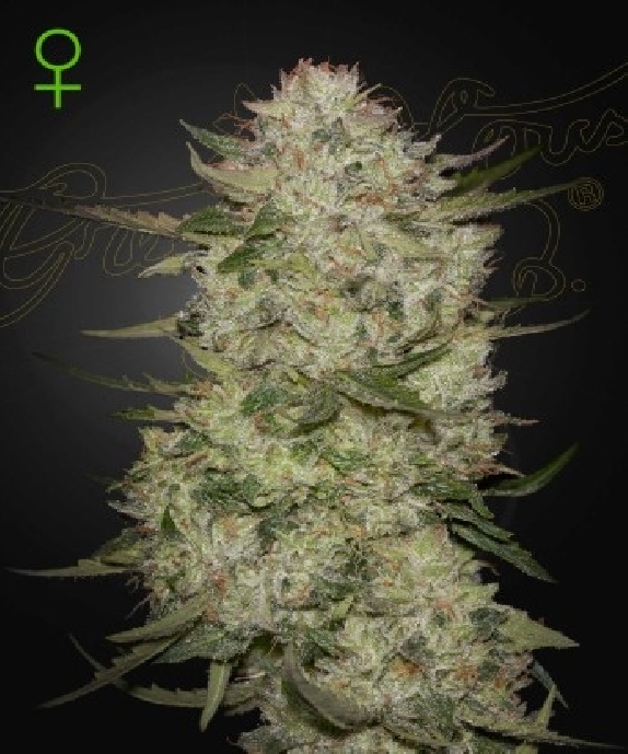 Highcloudz Auto Cannabis Seeds