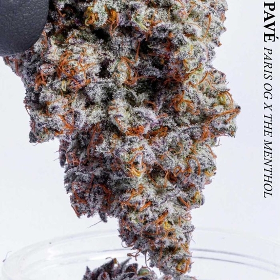 Rainbow Pavé Cannabis Seeds