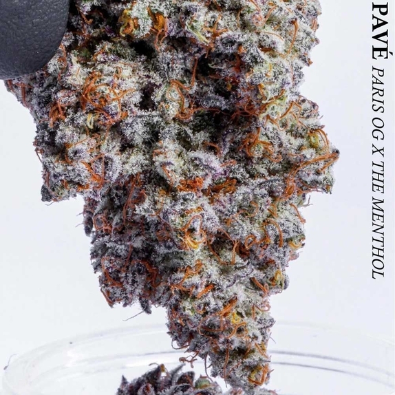 Blue Pavé Cannabis Seeds
