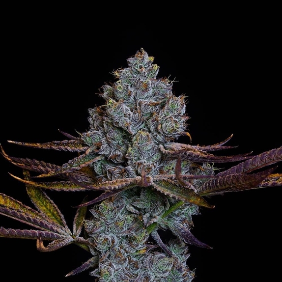 Candy Pavé Cannabis Seeds