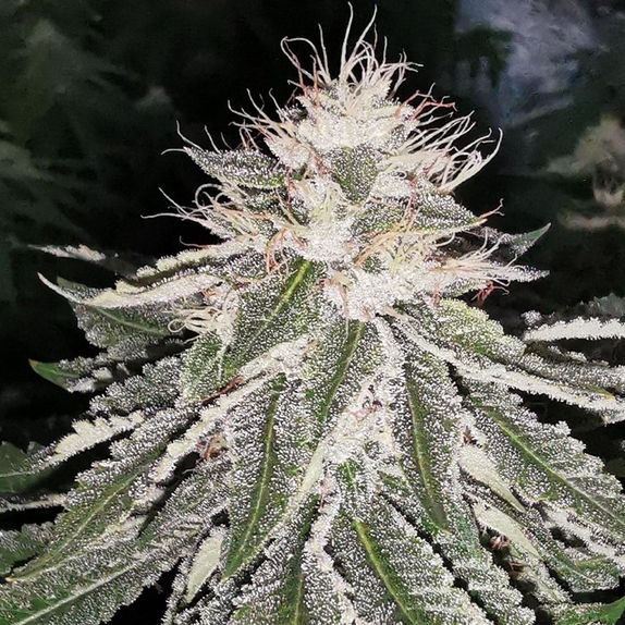 Mac 11 Cannabis Seeds