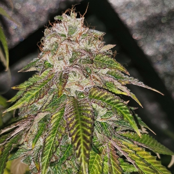 GMO Rainbowz Feminized Cannabis Seeds