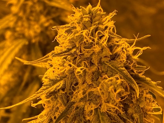 Alien OG Kush Cannabis Seeds