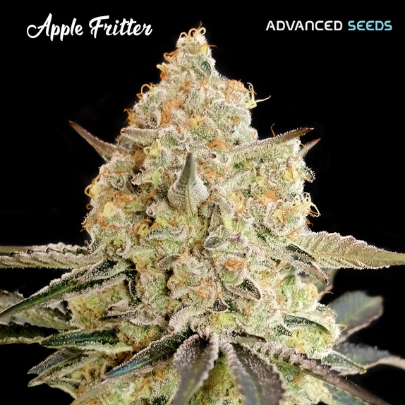 Apple Fritter Cannabis Seeds