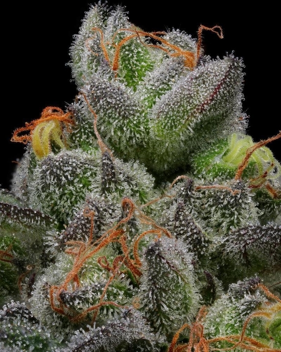 Caramel Cream Cannabis Seeds