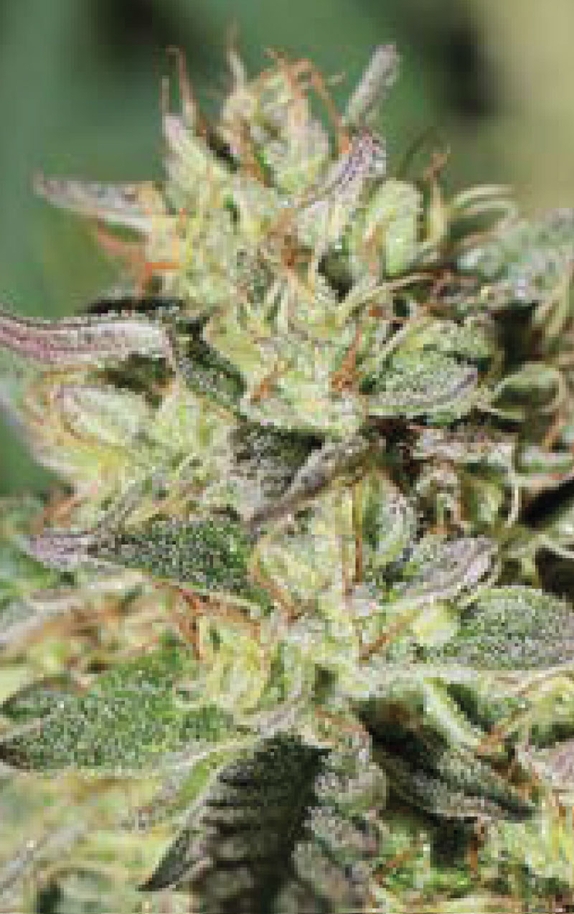 HendRx Wedding Tree Cannabis Seeds