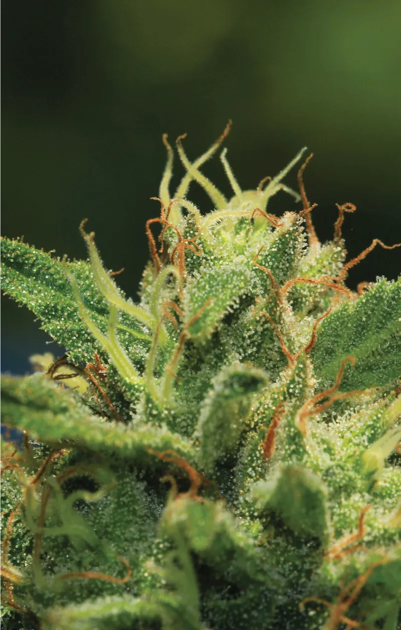 Humboldt Sour Diesel Auto Cannabis Seeds