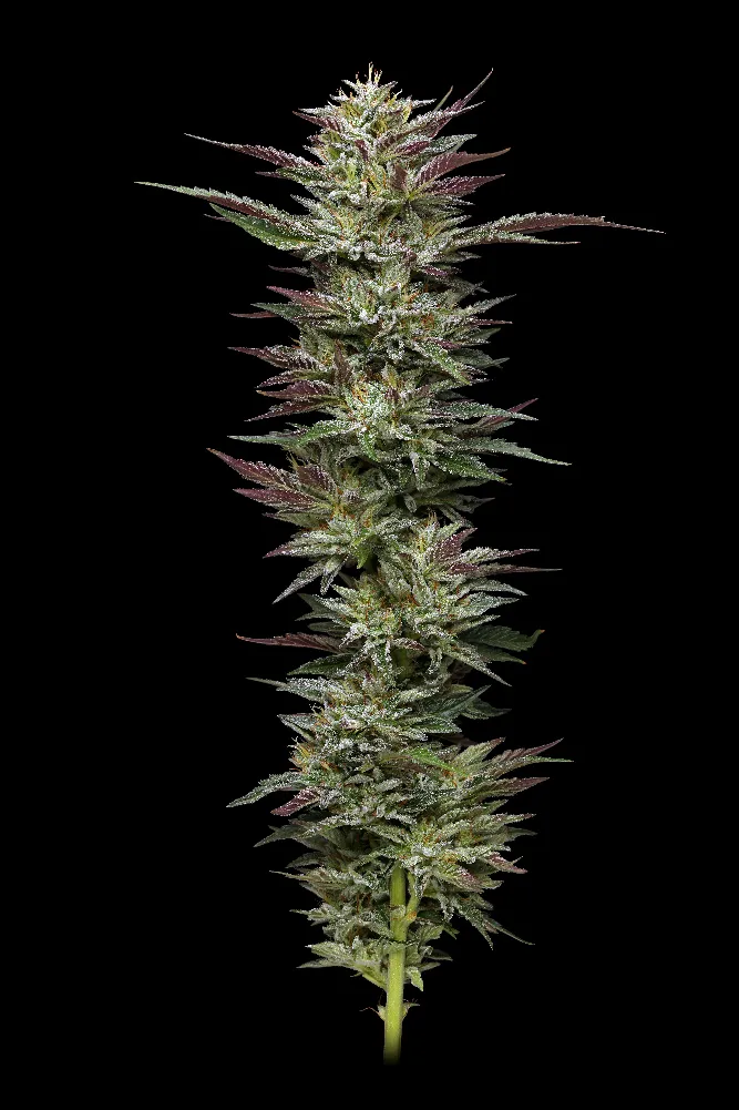 Nutter Budder Cannabis Seeds