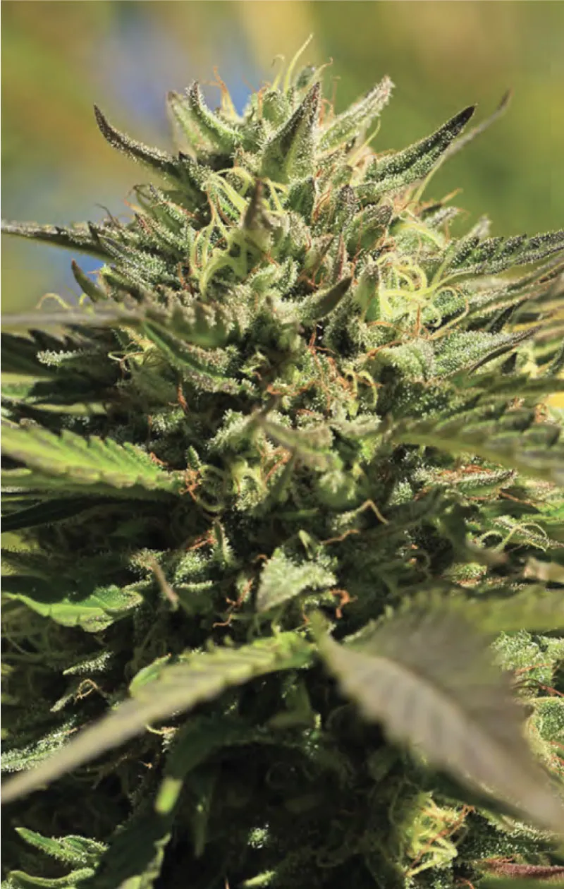 OG Kush Cannabis Seeds