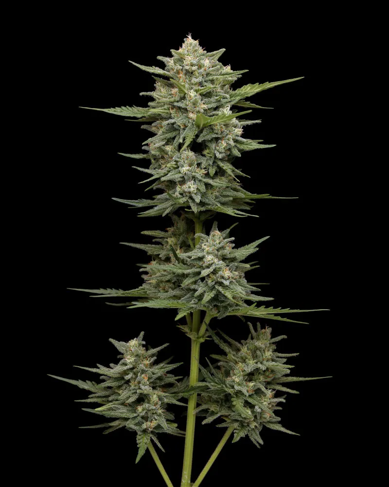 Vanilla Latte Auto Cannabis Seeds