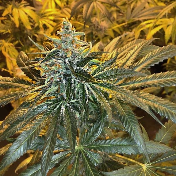 MAC x GSC Cannabis Seeds