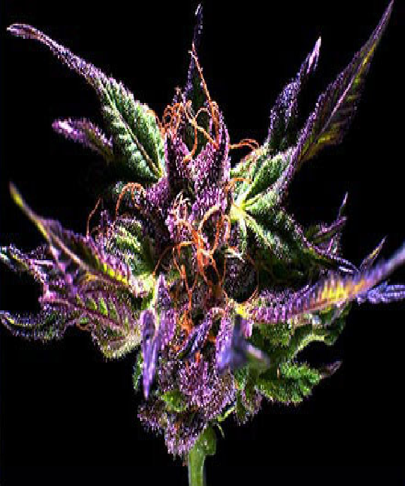 Original Grand Daddy Purp Cannabis Seeds