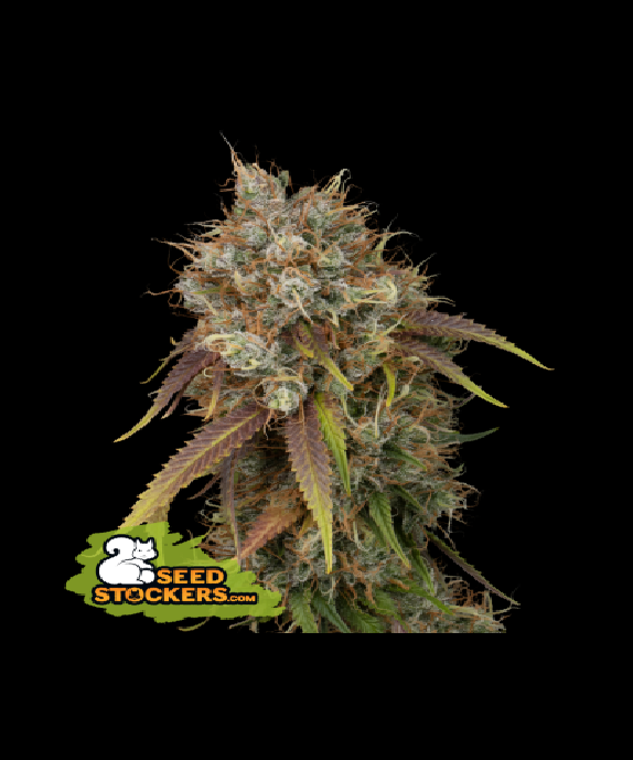 Black Rainbow Cannabis Seeds