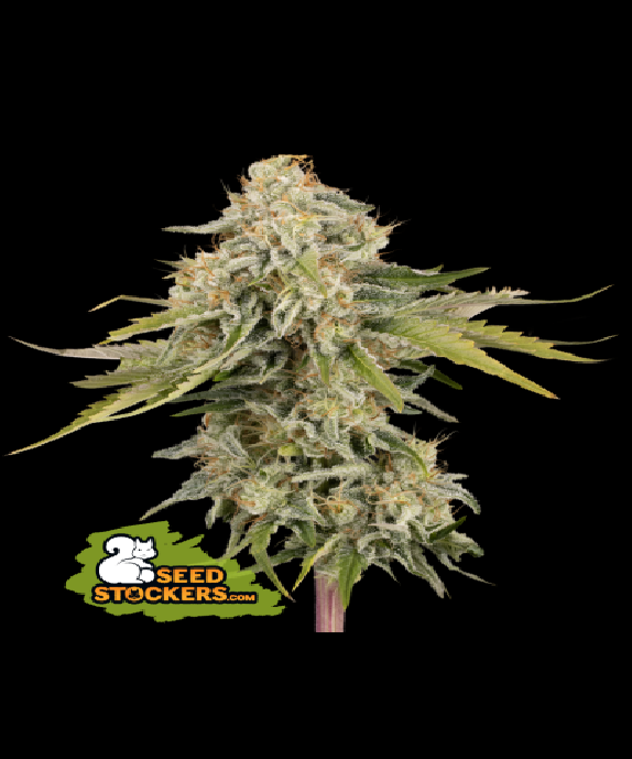 Black Rainbow Auto Cannabis Seeds