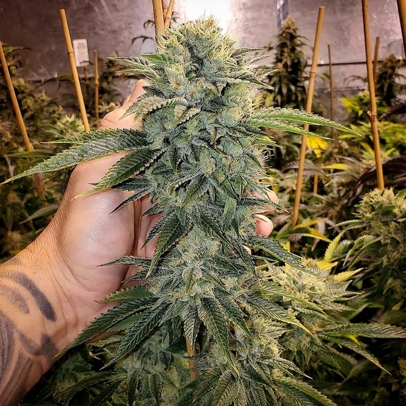 LIMITED EDITION Geist OG Fast Cannabis Seeds