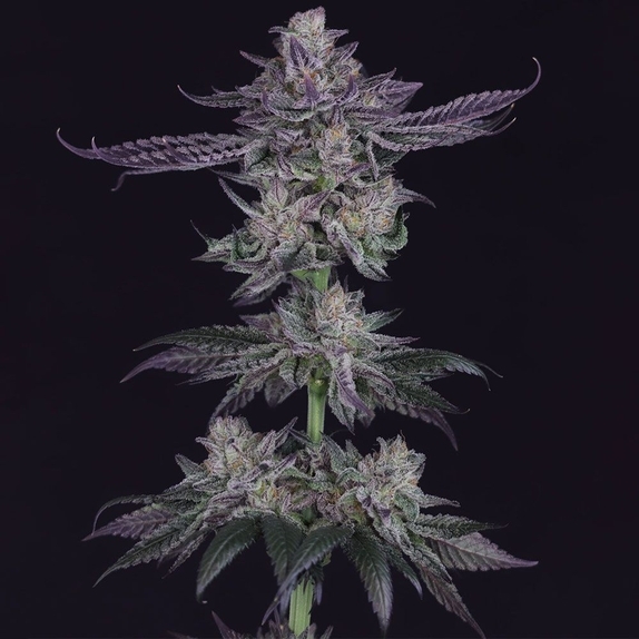 Banana Fudge Pop Cannabis Seeds