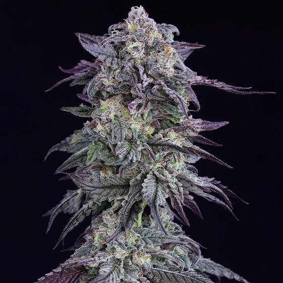 Grape Godalope Cannabis Seeds