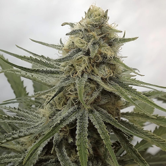 Juicy Dreams Cannabis Seeds