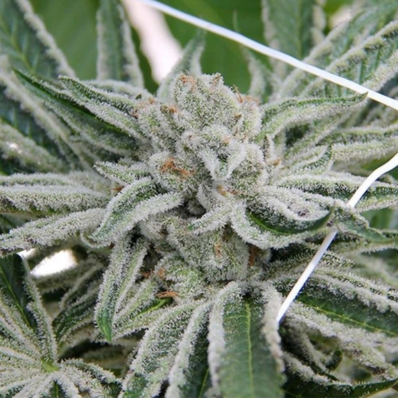 Papaya Razzlez  Cannabis Seeds