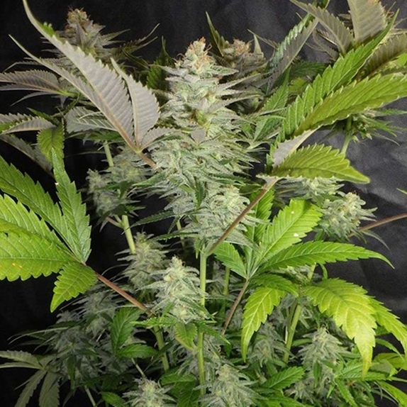 Sweet Lemon Razzlez Cannabis Seeds