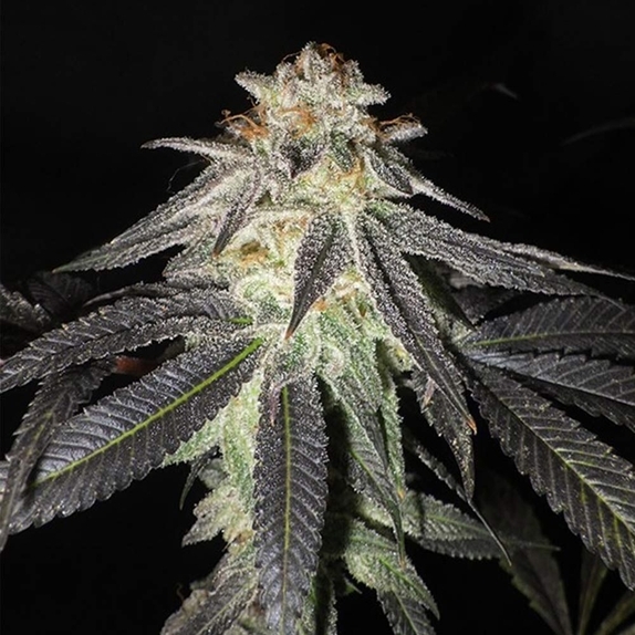 Kush Valley Gelato Cannabis Seeds