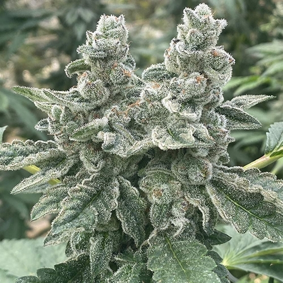 Kush Valley Cookies Cannabis Seeds