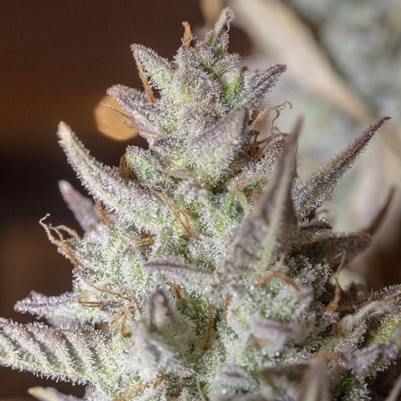 Scoopski F2 Autoflowering Cannabis Seeds