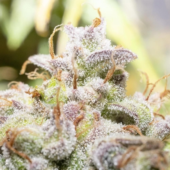 Creme De La Compton F3 Autoflowering Cannabis Seeds