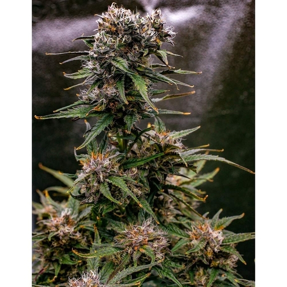 Saint Expeditus Autoflowering Cannabis Seeds