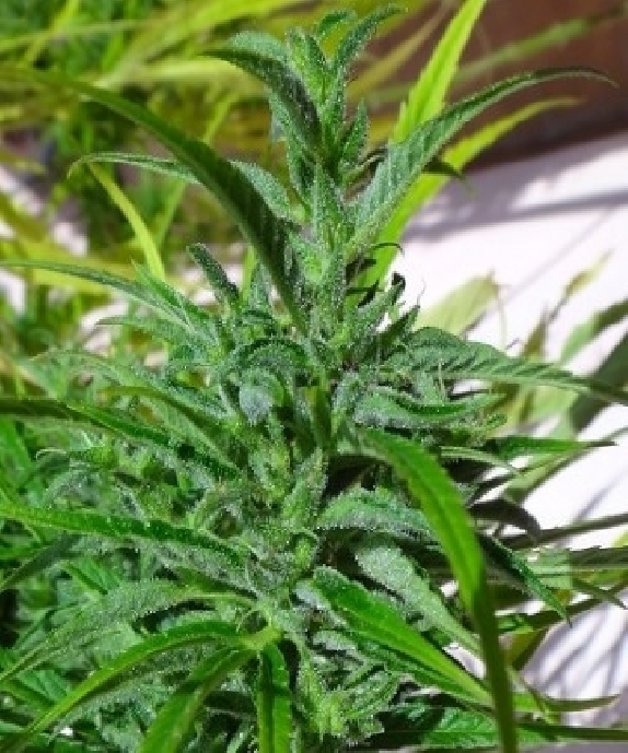 Thai Cannabis Seeds